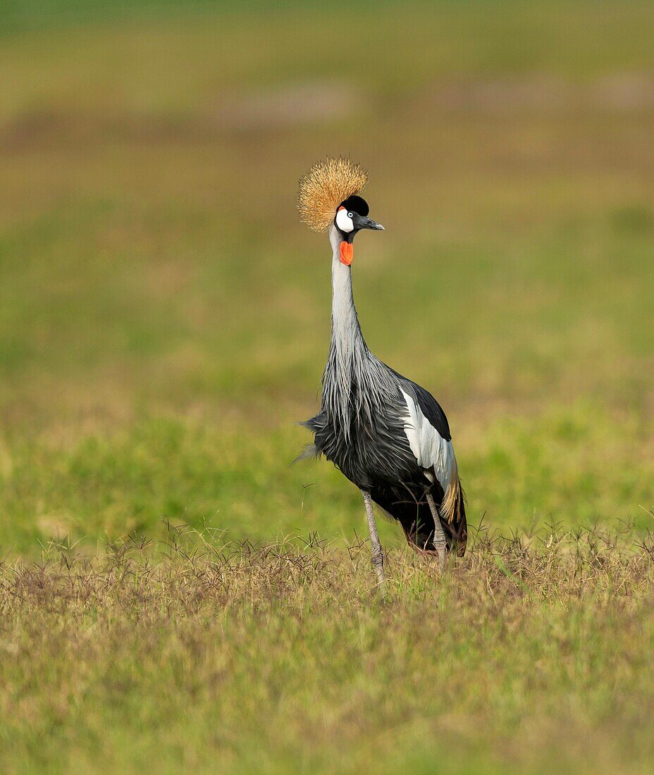 Grey Crowned Crane,Balearica regulorum,Amboseli,Kenya,Africa.