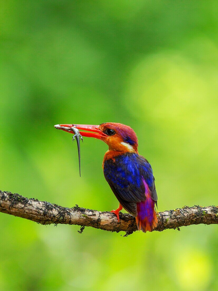 Orientalischer Zwergeisvogel, Ceyx erithaca mit Kill, Konkan, Maharashtra, Indien.