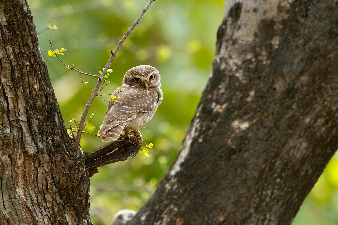 Spotted owlet,Athene brama,Ranthambore Tiger Reserve,Rajasthan,India.