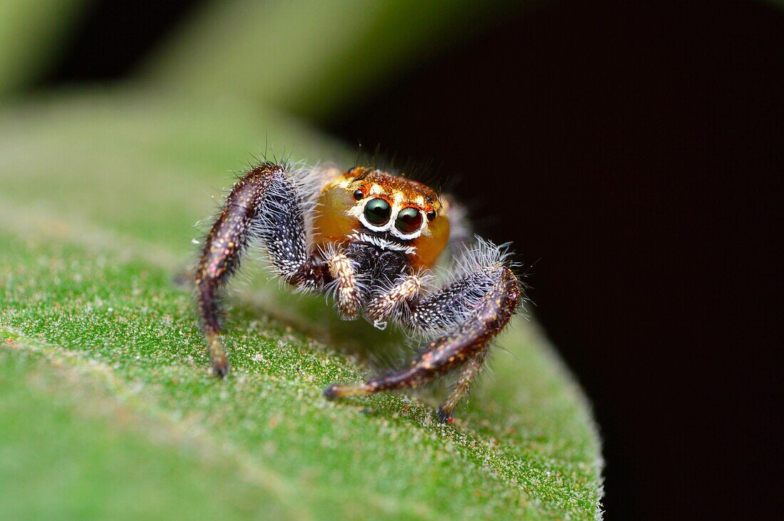 Male jumping spider,Thyene imperialis,Satara,Maharashtra,India.