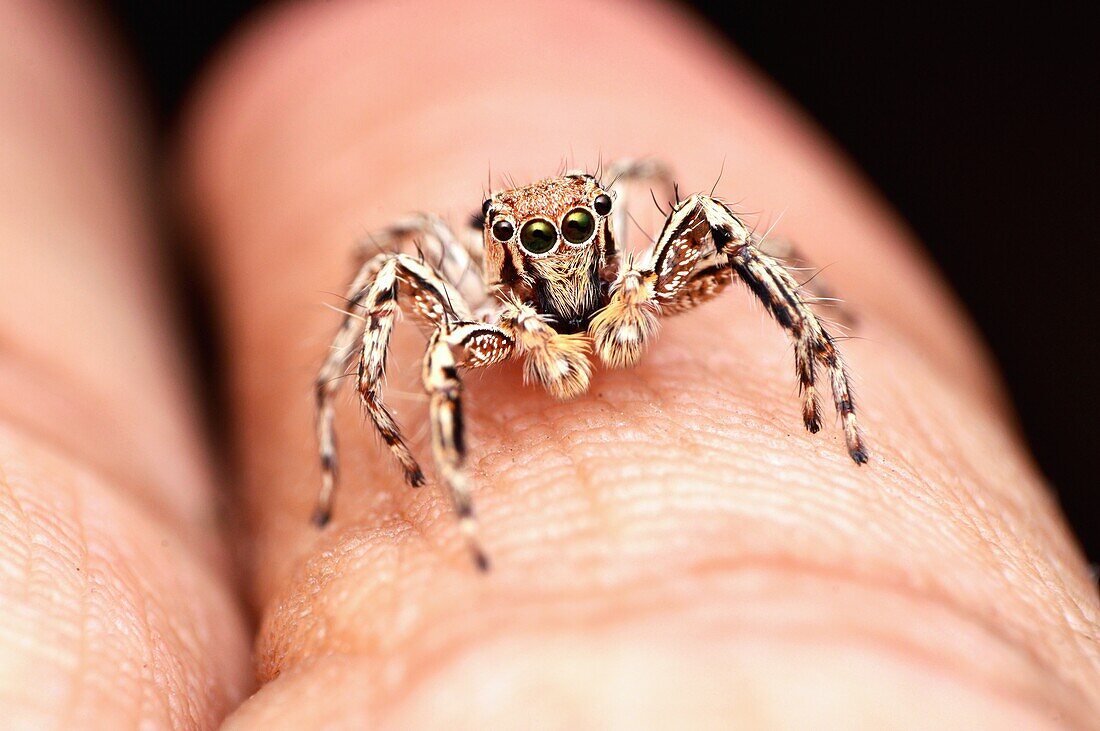 Jumping spider,Plexippus petersi,male resting on finger,Satara,Maharashtra,India.