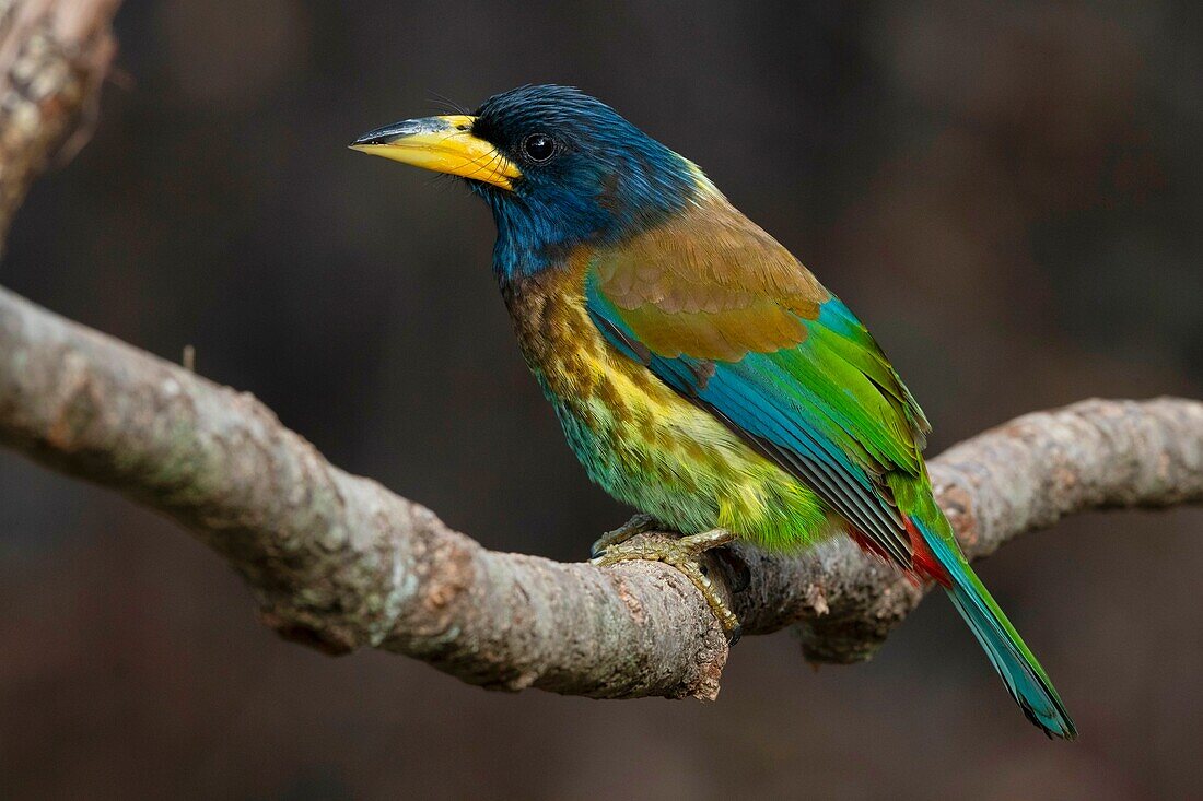 Großer Barbet, Psilopogon virens, Sattal, Uttarakhand, Indien.