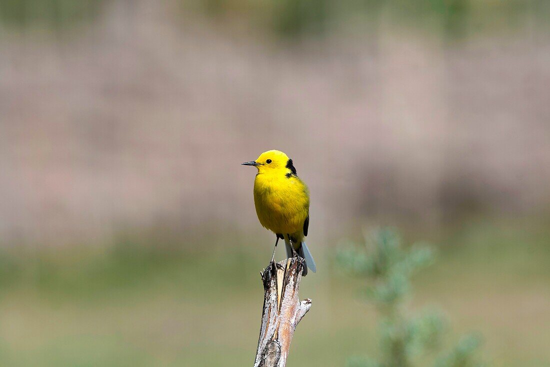 Zitronenstelze, Motacilla Citreola, Leh, Jammu und Kaschmir, Indien.