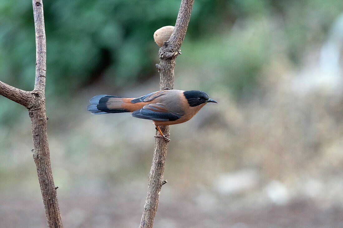 Rufous Sibia,Heterophasia capistrata,Sattal,Nainital,Uttarakhand,India.