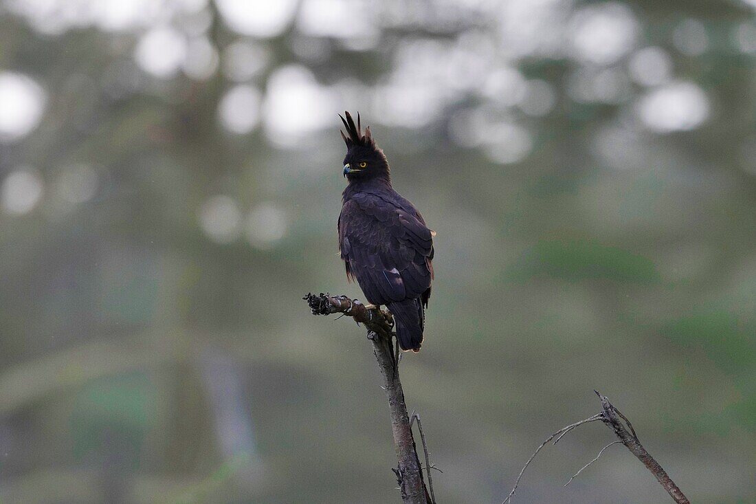 Long Crested Eagle,Lophaetus occipitalis,Lake Naivasha National Reserve,Kenya,Africa.