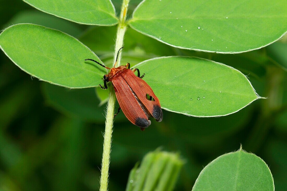Rote Fliege auf einem Blatt in der Nähe von Pune, Maharashtra, Indien.
