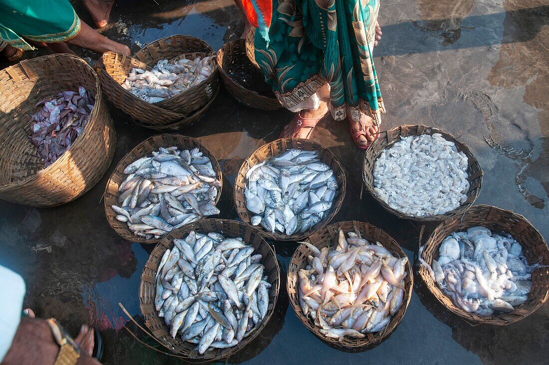 Frischer Meeresfang zum Verkauf, Harney Jetty, Ratnagiri, Maharashtra, Indien.