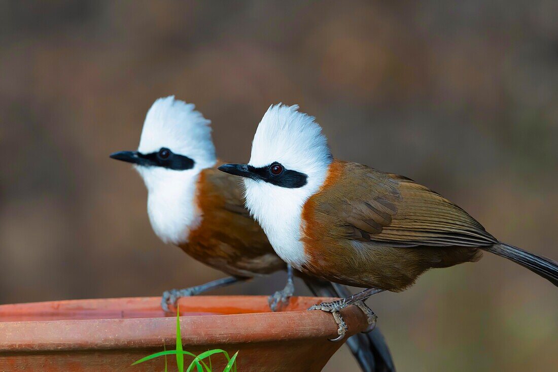 Lachdrossel mit weißer Haube, Garrulax leucolophus, Sattal, Nainital Uttarakhand, Indien.