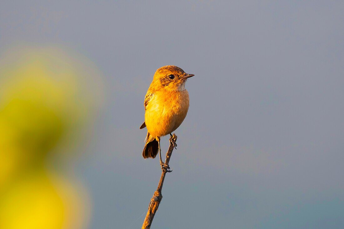 Siberian stonechat,Saxicola maurus,Uran,Navi Mumbai,Maharashtra,India.