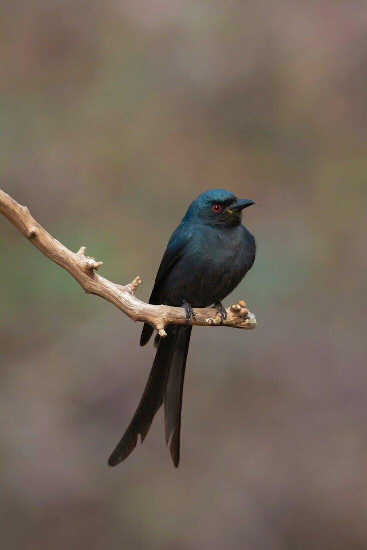 Graudrongo (Dicrurus Leucophaeus), Sattal, Nainital, Uttarakhand, Indien.