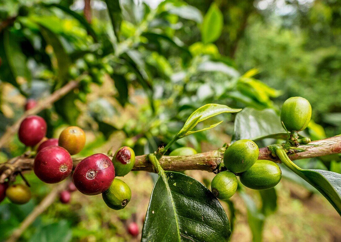 Coffea Cherries,Coffee Triangle,Salento,Quindio Department,Colombia.