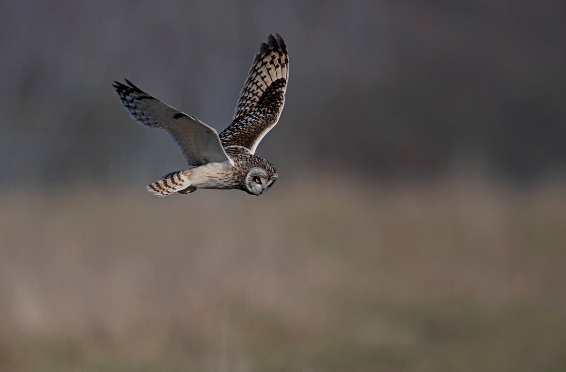 Short-eared Owl-Asio flammeus hovers. Winter. Uk.