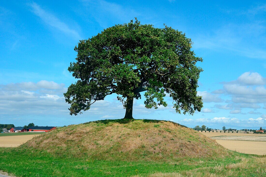 Einsamer Baum auf einem Grabhügel in der Landschaft in der Gemeinde Trelleborg, Scania, Schweden.