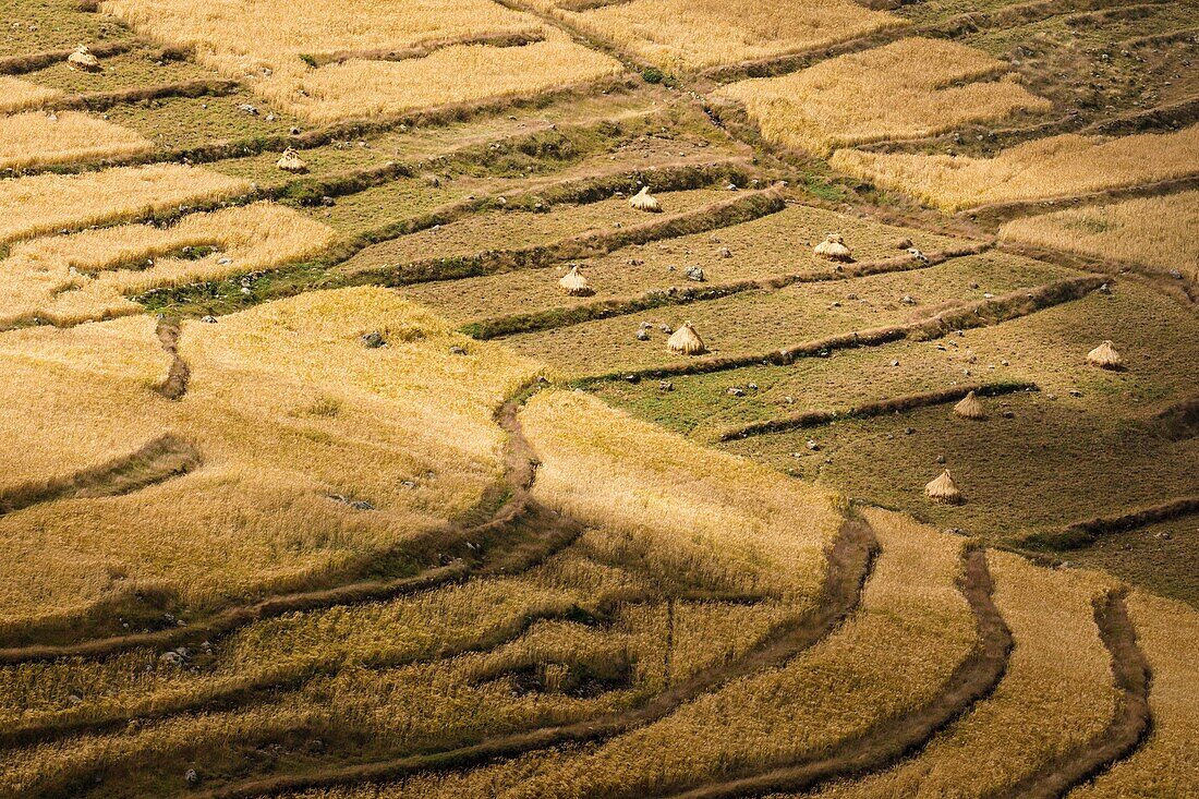 Cereal crops. Debre sina. Ethiopia. Africa.