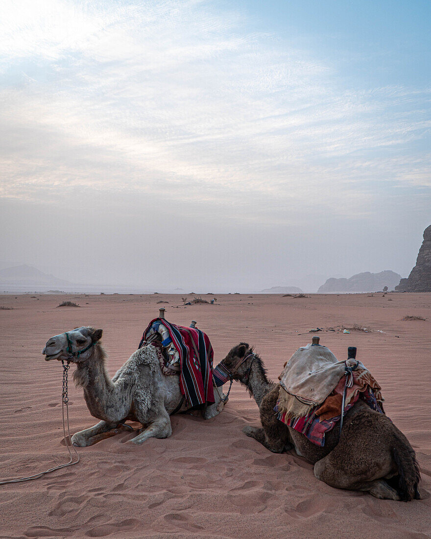 Kamele im Wadi Rum, Jordanien, Vorderasien