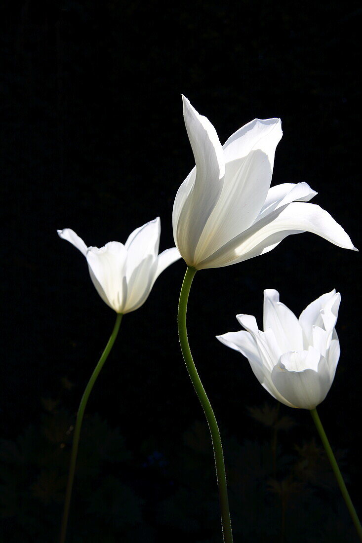 White tulips, Dorset, England, United Kingdom