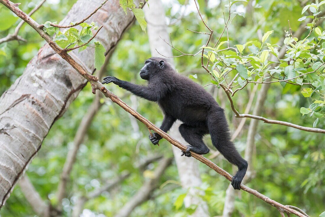 Asia,Indonesia,Celebes,Sulawesi,Tangkoko National Park,. Celebes crested macaque or crested black macaque,Sulawesi crested macaque,or the black ape (Macaca nigra),Young.