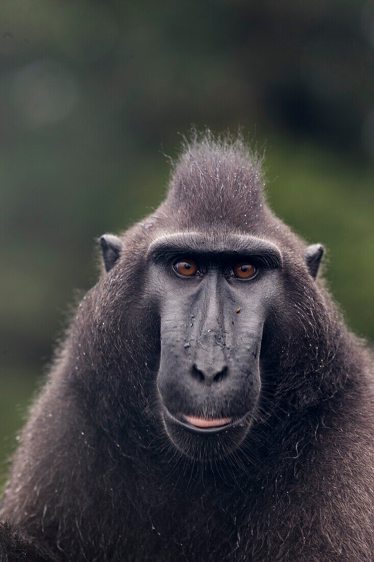 Asia,Indonesia,Celebes,Sulawesi,Tangkoko National Park,. Celebes crested macaque or crested black macaque,Sulawesi crested macaque,or the black ape (Macaca nigra),.