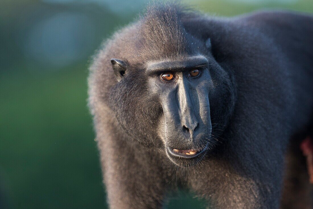 Asia,Indonesia,Celebes,Sulawesi,Tangkoko National Park,. Celebes crested macaque or crested black macaque,Sulawesi crested macaque,or the black ape (Macaca nigra),Adult male.