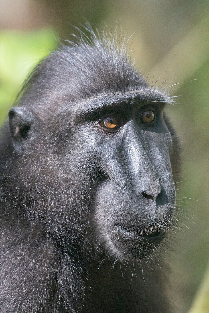 Asia,Indonesia,Celebes,Sulawesi,Tangkoko National Park,. Celebes crested macaque or crested black macaque,Sulawesi crested macaque,or the black ape (Macaca nigra),.