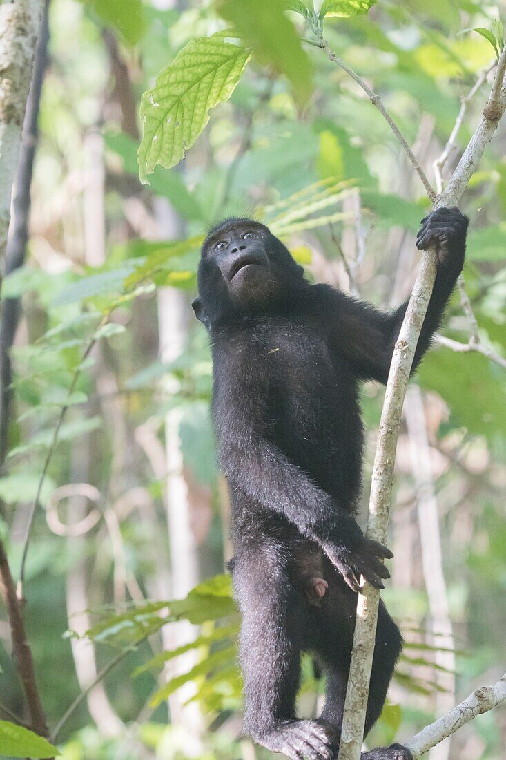 Asia,Indonesia,Celebes,Sulawesi,Tangkoko National Park,. Celebes crested macaque or crested black macaque,Sulawesi crested macaque,or the black ape (Macaca nigra),Young.