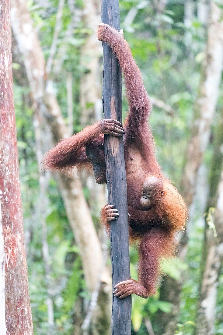 Asien, Indonesien, Borneo, Nationalpark Tanjung Puting, Borneo-Orang-Utan (Pongo pygmaeus pygmaeus), erwachsenes Weibchen mit einem Baby.