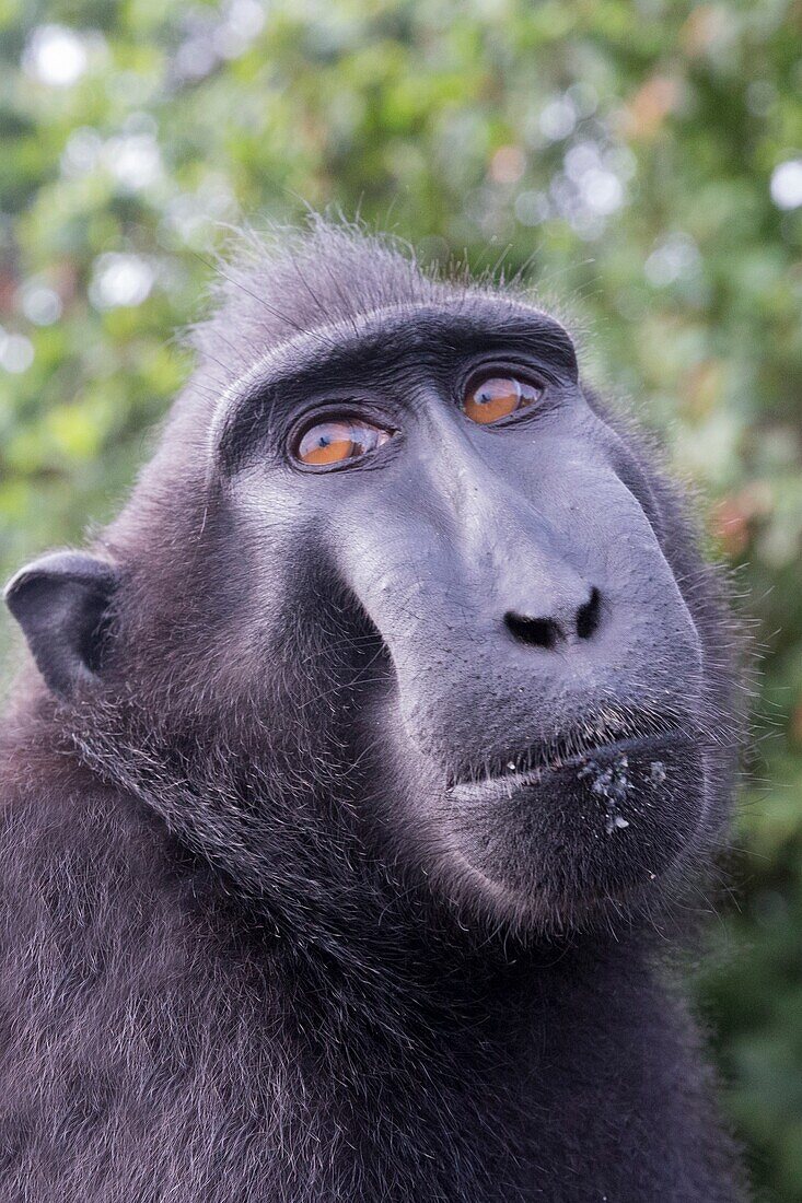 Asia,Indonesia,Celebes,Sulawesi,Tangkoko National Park,Celebes crested macaque or crested black macaque,Sulawesi crested macaque,or the black ape (Macaca nigra),Adult male.