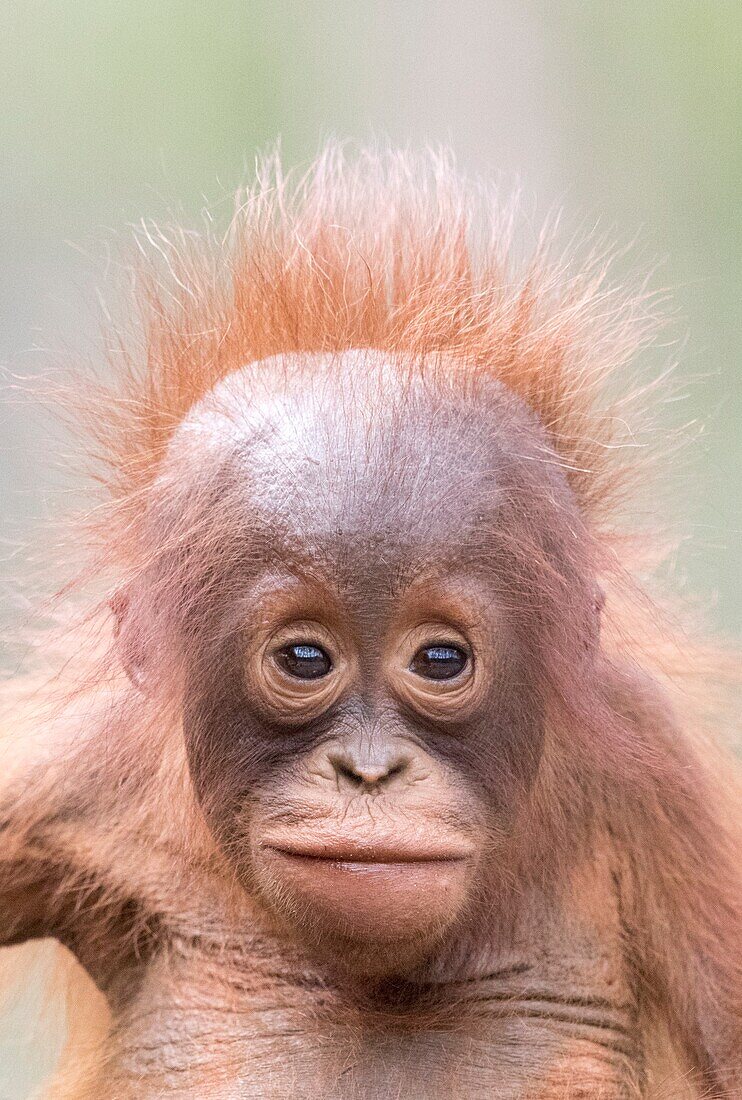 Asien, Indonesien, Borneo, Nationalpark Tanjung Puting, Borneo-Orang-Utan (Pongo pygmaeus pygmaeus), Baby