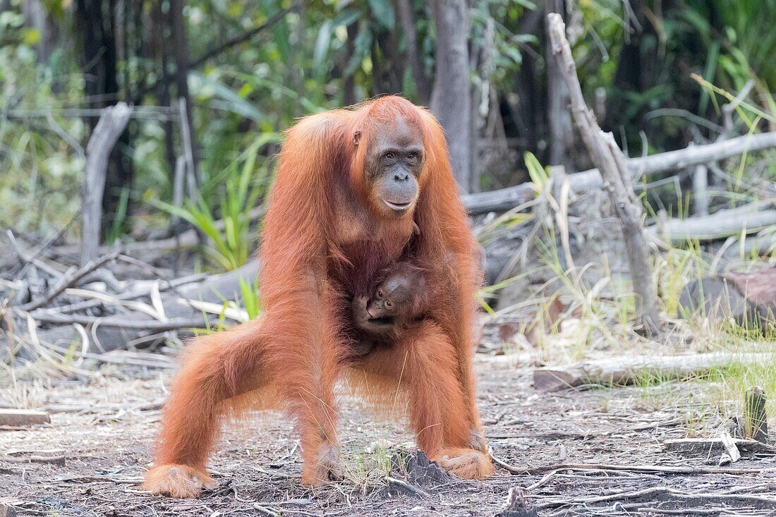 Asia,Indonesia,Borneo,Tanjung Puting National Park,Bornean orangutan (Pongo pygmaeus pygmaeus),Adult female with a baby.