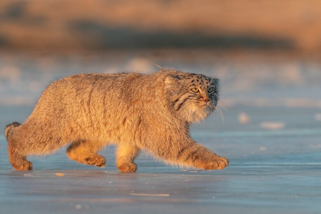 Asien, Mongolei, Ostmongolei, Steppengebiet, Pallas-Katze (Otocolobus manul), Bewegen, Gehen.