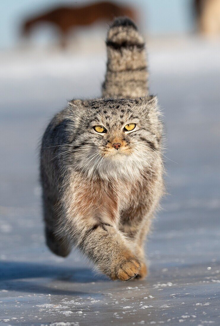 Asia,Mongolia,East Mongolia,Steppe area,Pallas's cat (Otocolobus manul),moving,running.