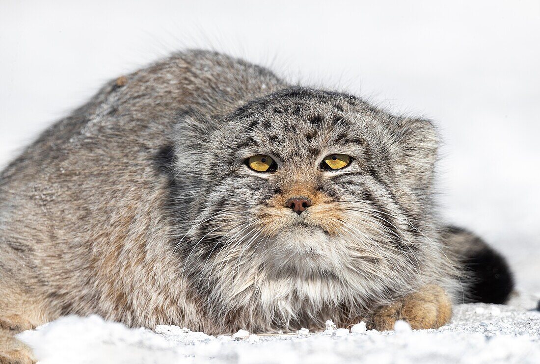 Asia,Mongolia,East Mongolia,Steppe area,Pallas's cat (Otocolobus manul),resting,lying down.