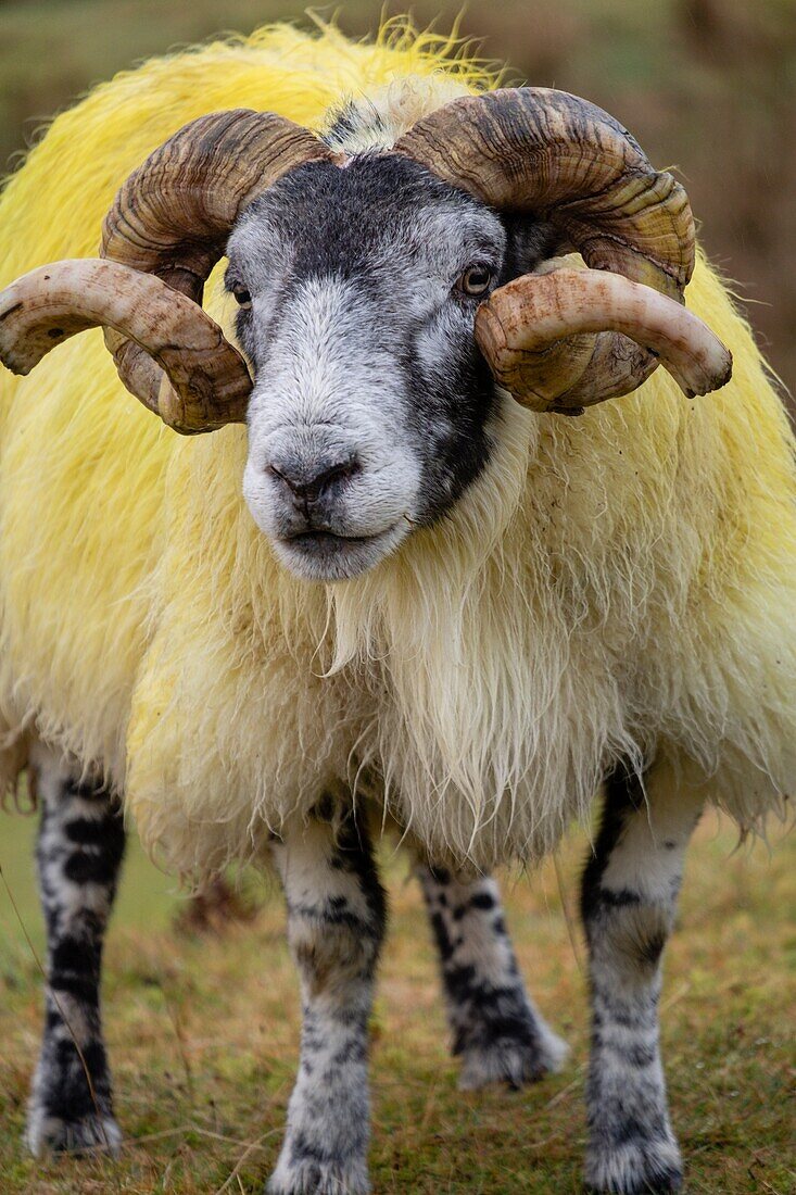 Lamm, Quiraing Valley, Isle of Skye, Highlands, Schottland, Vereinigtes Königreich.