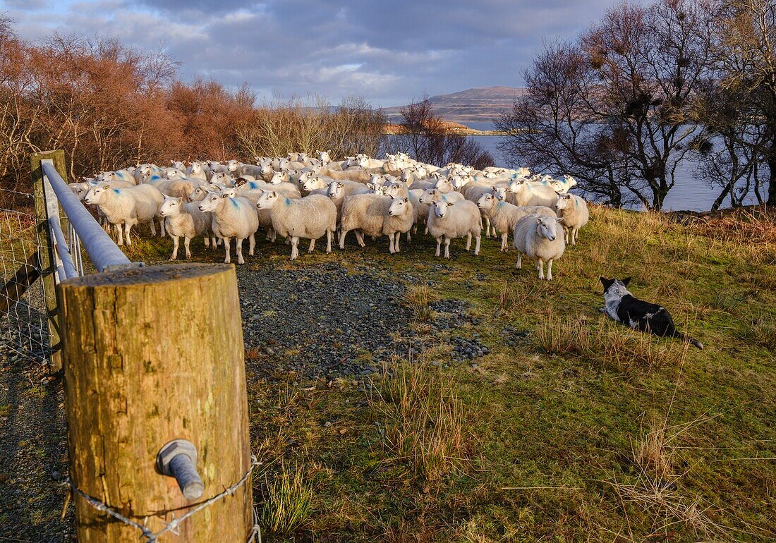 flock of sheep,Skinidin,Loch Erghallan,Isle of Skye,Highlands,Scotland,United Kingdom.