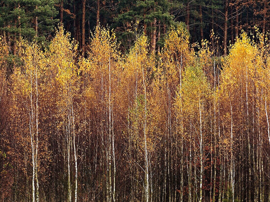 Poland. Autumn Birches