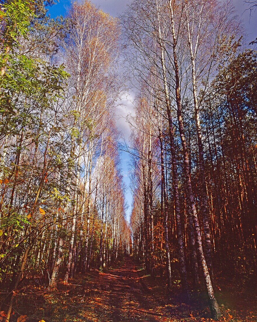 Autumn road in wood. Poland.