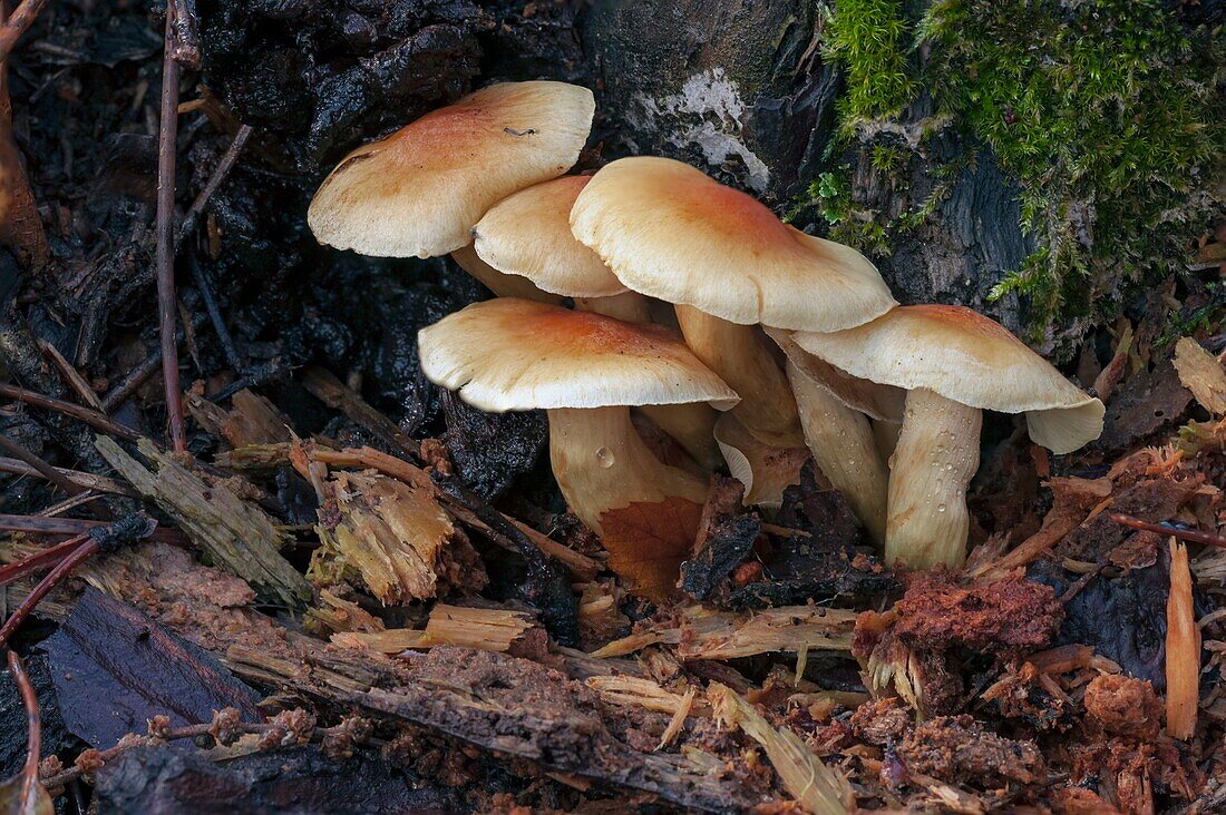 Mushrooms on a chestnut trunk in the Sierra de Gredos. on an autumn day. Avila. Spain. Europe.