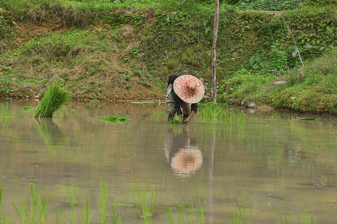 Planting rice in Hapao,Banaue,Mountain Province,Philippines.