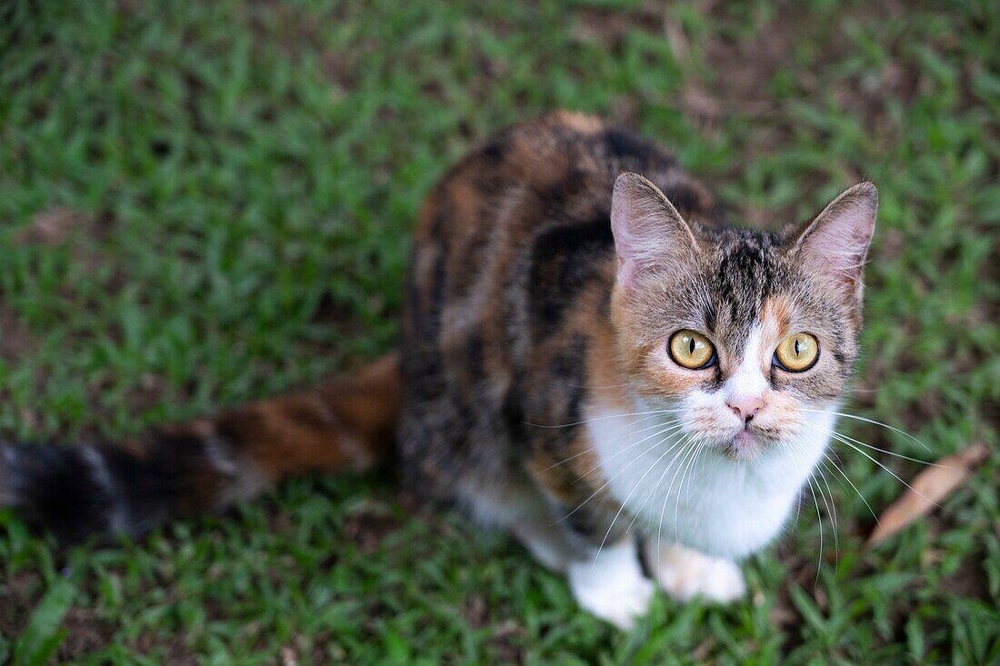 Eine Katze im Kunmai Ban Suan Resort am Flussufer, Thaton, Thailand