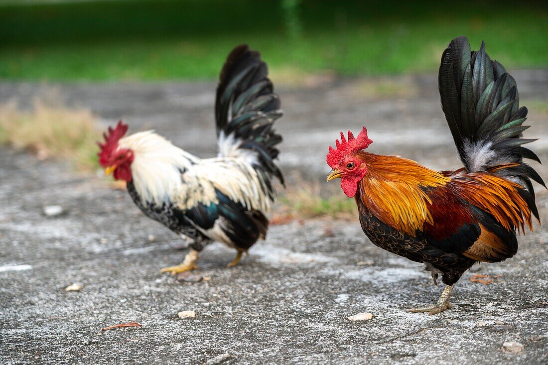 Free range chickens in Kunmai Ban Suan Resort,Thaton,Thailand