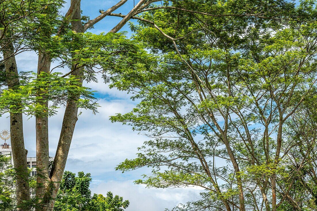 Bäume rund um Fort Margherita, Kuching, Sarawak, Malaysia