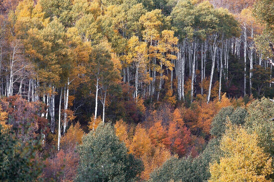 Herbstfarben sind auf der Kolob Terrace neben dem Zion National Park in Utah angekommen.
