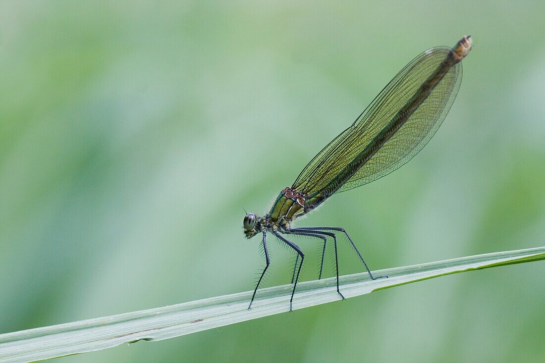 Female Banded Demoiselle,Calopteryx splendens. Showy metallic blue damselfly that inhabits slow moving rivers,streams. Females are metallic green. ca 48mm.
