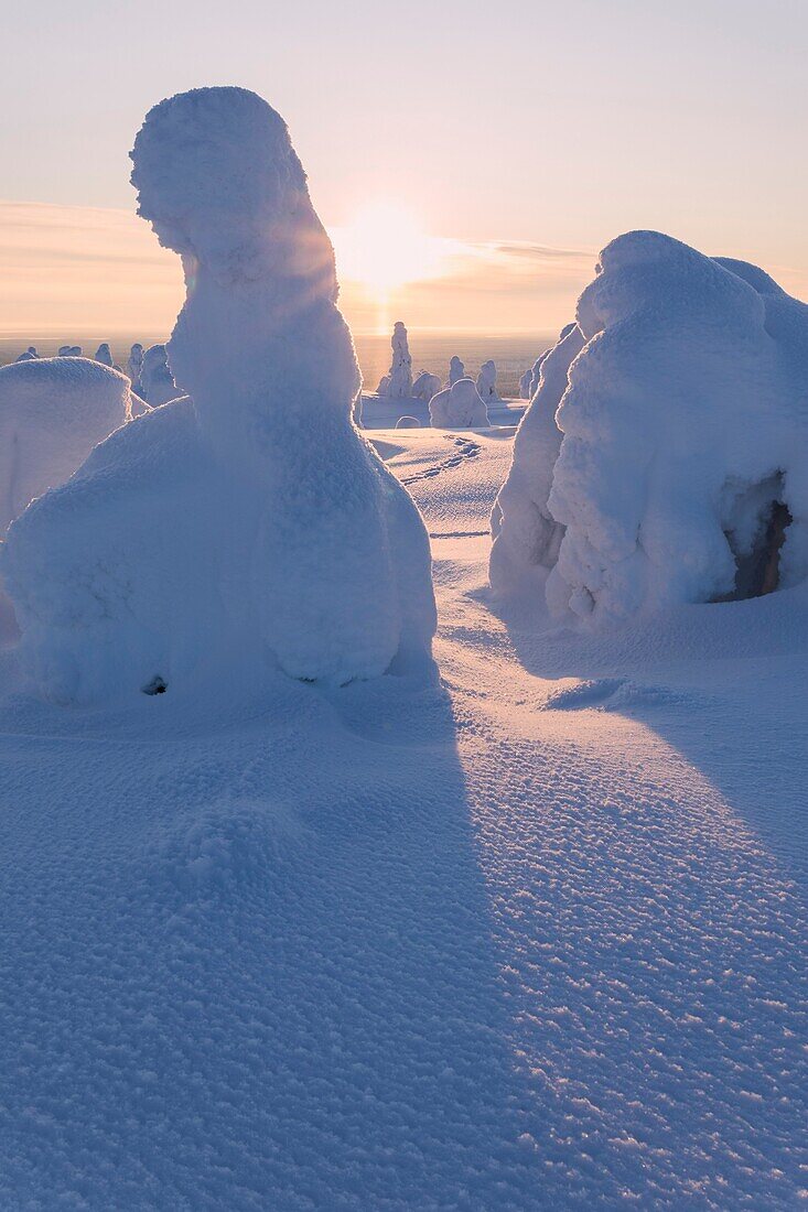 Sun rays on snow covered trees,Riisitunturi National Park,Posio,Lapland,Finland.