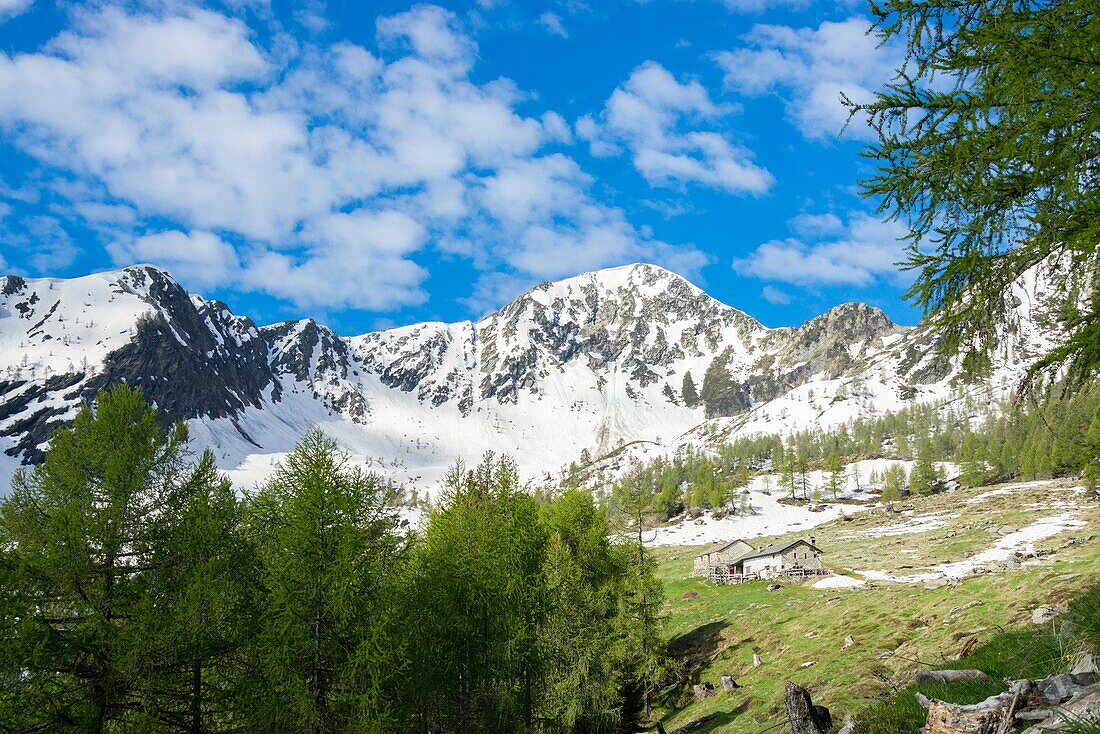 Schneebedeckte Gipfel und grüne Wiesen im Frühling, Casera di Olano, Valgerola, Veltlin, Provinz Sondrio, Lombardei, Italien.