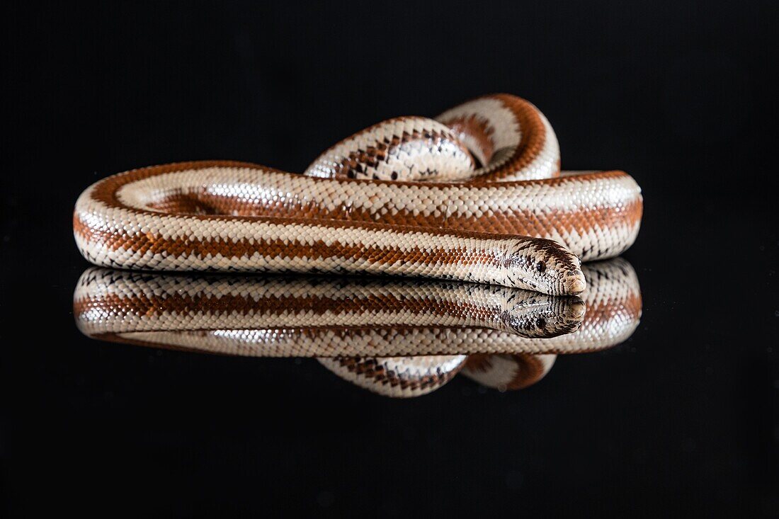 Rosy Boa (Lichanura trivirgata).