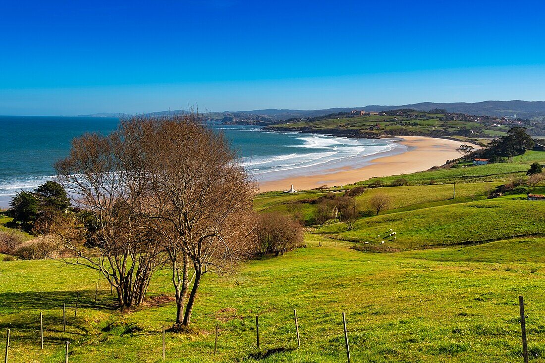 Meadow of fresh green grass. Oyambre beach,Comillas. Cantabrian Sea. Cantabria Spain. Europe.