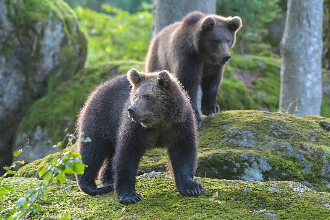 Braunbär, Ursus Arctos, zwei Jungtiere, Deutschland.