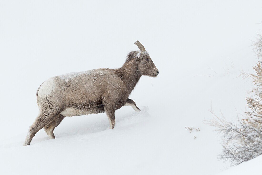 Rocky Mountain Dickhornschaf/Dickhornschaf (Ovis canadensis) im Winter, erwachsenes Weibchen, zu Fuß einen Hügel hinauf, Tiefschnee, raue Wetterbedingungen, Yellowstone, USA.