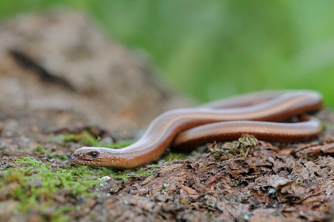 Slow Worm ( Anguis fragilis ) darting its tongue in and out,wildlife,Europe..